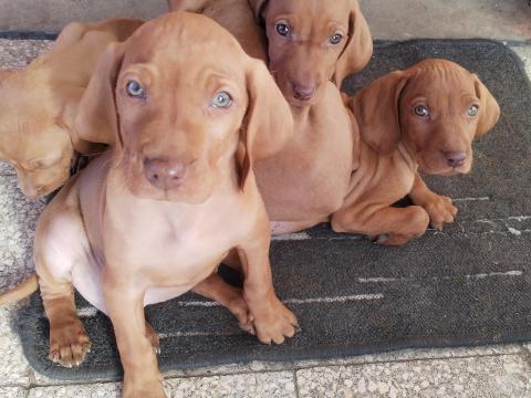 Magyar vizsla fajtajellegű kiskutyák 