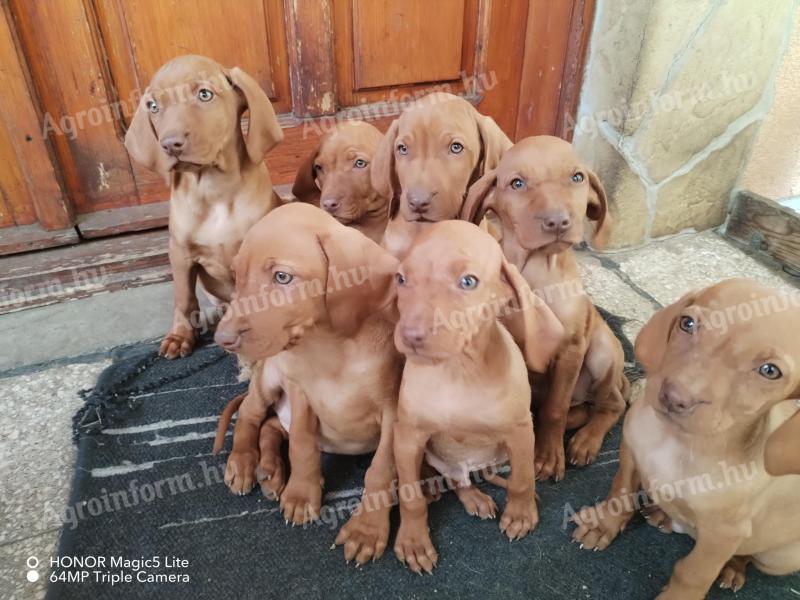 Magyar vizsla fajtajellegű kiskutyák