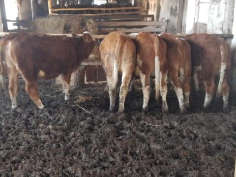 5 db magyar tarka borjú eladó 5 db magyar tarka borjú eladó