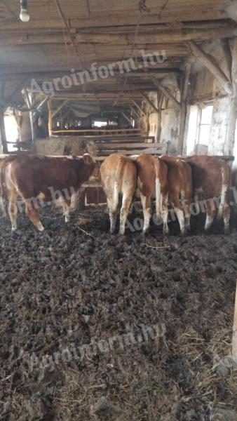 5 db magyar tarka borjú eladó