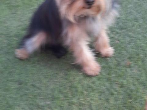 Yorkshire terrier 12 hetes extra mini kiskutyák, 1 kan és 1 szuka, oltással, chippel