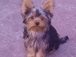 Yorkshire terrier 14 hetes extra mini kiskutyák, 1 kan és 1 szuka, oltással, chippel, törzskönyvvel