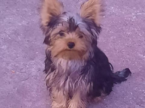 Yorkshire terrier 14 hetes extra mini kiskutyák, 1 kan és 1 szuka, oltással, chippel, törzskönyvvel