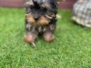 Yorkshire terrier 3 hónapos extra mini kiskutyák, 1 kan és 1 szuka, oltással, chippel, törzskönyvvel