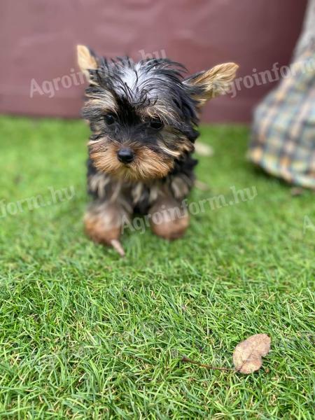 Yorkshire terrier 3 hónapos extra mini kiskutyák, 1 kan és 1 szuka, oltással, chippel, törzskönyvvel