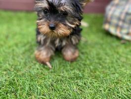 Yorkshire terrier, 3 hónapos merle, nagyon pici kiskutyák, 1 kan és 1 szuka, oltással, chippel, törzskönyvvel, tenyésztőtől