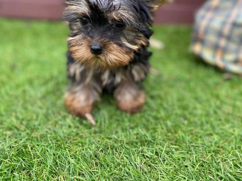 Yorkshire terrier, 3 hónapos merle, nagyon pici kiskutyák, 1 kan és 1 szuka, oltással, chippel, törzskönyvvel, tenyésztőtől
