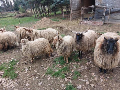 Eladó racka juhok,  2025 tavaszi születésűek