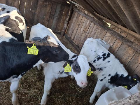 Eladó borjak, húshasznú és holstein bikaborjú Eladó borjak, húshasznú és holstein bikaborjú