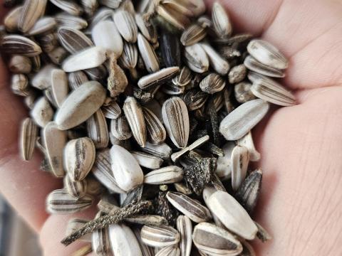 Vegyes dísznapraforgó mag eladó – madáreleségnek is kiváló Vegyes dísznapraforgó mag eladó – madáreleségnek is kiváló