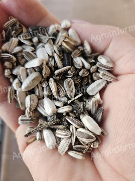 Vegyes napraforgómag eladó madáreleségnek és olajnak Miskén