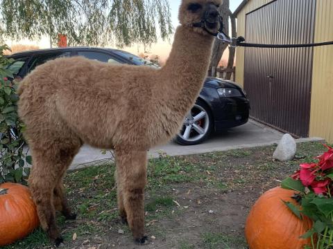 Pihe-puha alpaka szerető gazdit keres Pihe-puha alpaka szerető gazdit keres