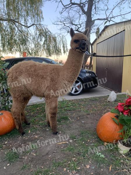 Pihe-puha alpaka szerető gazdit keres