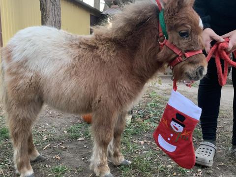 Mesebeli minőségi mini póni gazdit keres Mesebeli minőségi mini póni gazdit keres