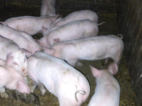 Választott malac eladó Választott malac eladó