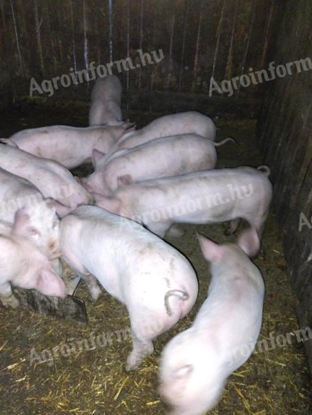Választott malac eladó