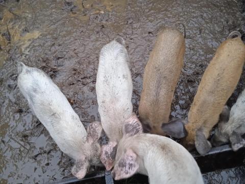 6 darab durok*fehér malac eladó 6 darab durok*fehér malac eladó