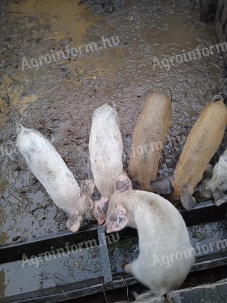 6 darab durok*fehér malac eladó