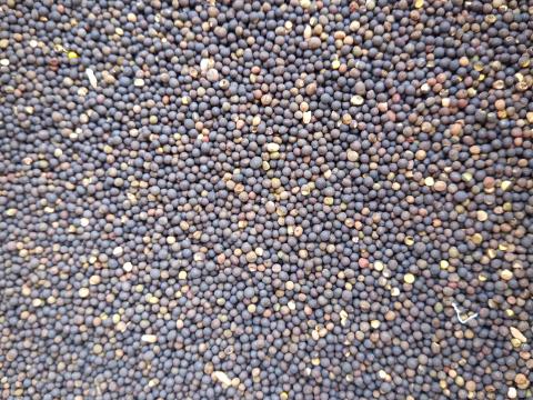 Szöszös Bükköny Szöszös Bükköny