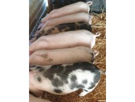 Eladó 8 db szép választási malac Újszászon