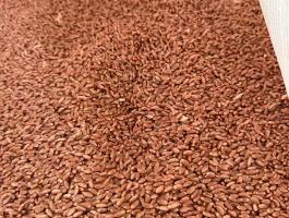 Búza vetőmag eladó Körmenden, Vas megye