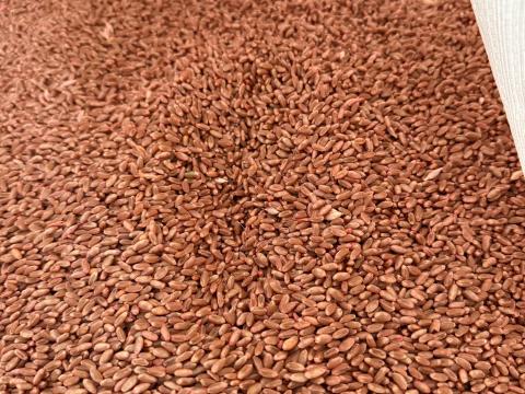 Búza vetőmag eladó Körmenden, Vas megye