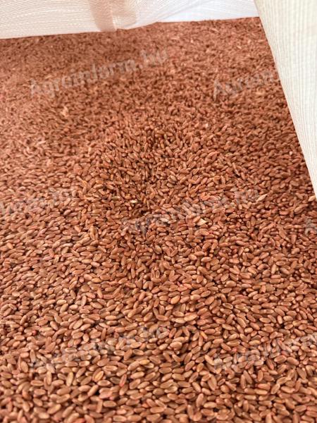 Búza vetőmag eladó Körmenden, Vas megye