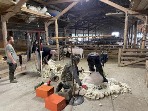 Eladó vegyes korcsoportú anyabirkák – magyar merinó, lakkon, némethús keverék Eladó vegyes korcsoportú anyabirkák – magyar merinó, lakkon, némethús keverék