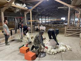 Eladó vegyes korcsoportú anyabirkák – magyar merinó, lakkon, némethús keverék