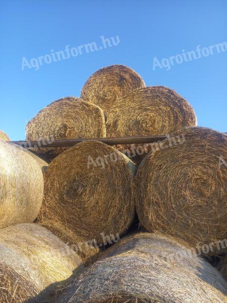 Búza szalma eladó – kiváló minőségű takarmány szalma bálákban