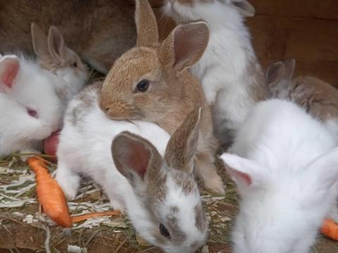 lepketarka házinyuszi mixek