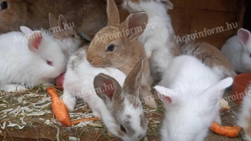 lepketarka házinyuszi mixek