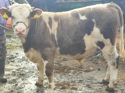 Eladó húshasznú szarvasmarha bika Eladó húshasznú szarvasmarha bika