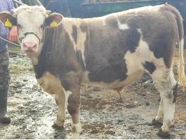 Eladó húshasznú szarvasmarha bika
