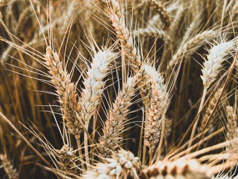 Szántóföldek eladók Somogyban: Somodor, Ecseny és Szentgáloskér környékén, összesen 45 hektár Szántóföldek eladók Somogyban: Somodor, Ecseny és Szentgáloskér környékén, összesen 45 hektár