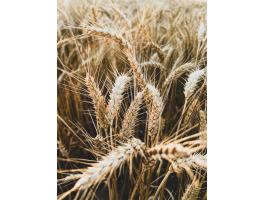 Szántók eladók Somodor, Ecseny és Szentgáloskér környékén, összesen 45 ha