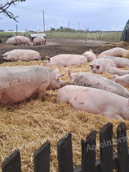 Selejt kocák eladók