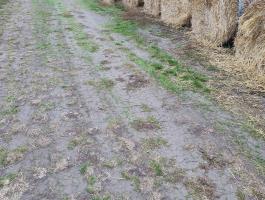 Szalma 120-as árpa és tritikálé eladó