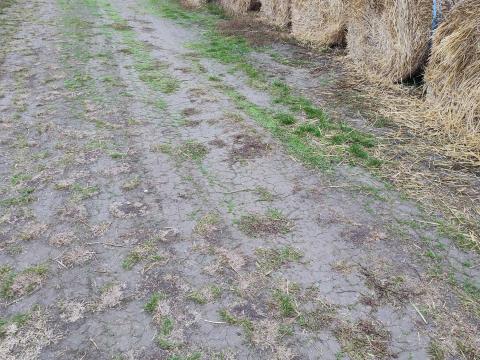 Szalma 120-as árpa és tritikálé eladó Szalma 120-as árpa és tritikálé eladó