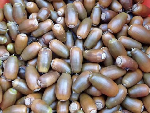 Eladó erdészeti szaporítóanyag – kocsányos,  kocsánytalan és csertölgy