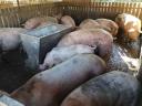 Háztáji sertés hízók eladó