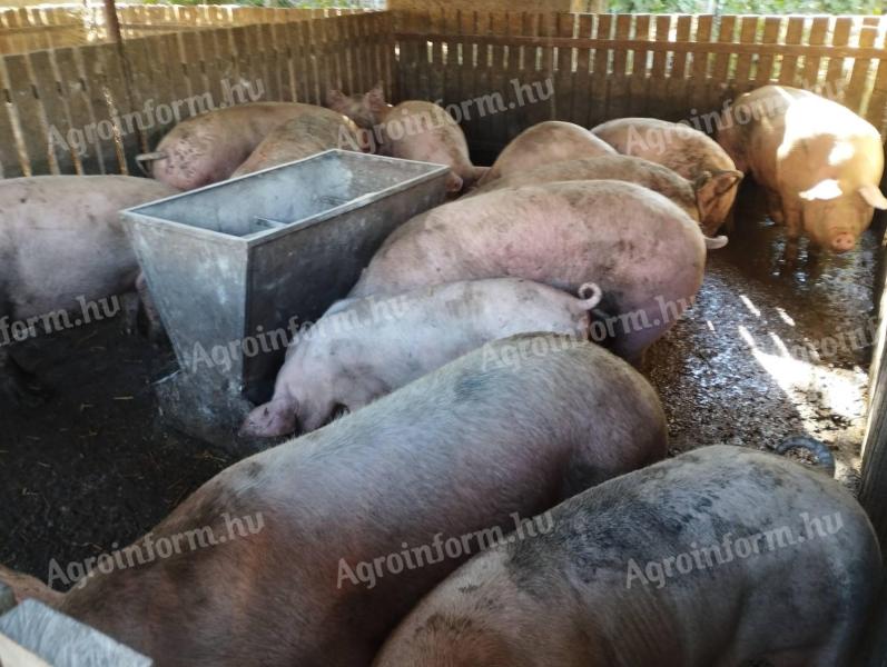 Háztáji sertés hízók eladó