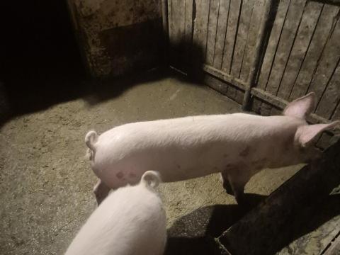 2 db magyar nagyfehér koca süldő