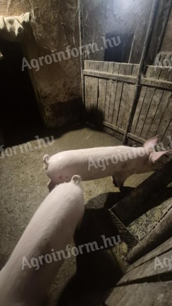 2 db magyar nagyfehér koca süldő