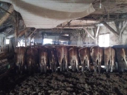 20 db magyar tarka borjú magyartarka