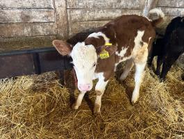 Bika - Üsző borjak Eladó