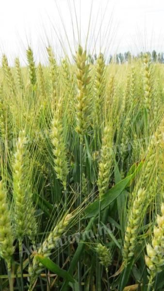 GK Arató búza vetőmag szezonvégi áron