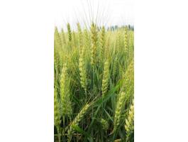 GK Arató búza vetőmag szezonvégi áron