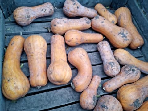 Eladó takarmány sütőtök Eladó takarmány sütőtök