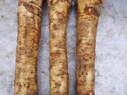 Torma eladó Torma eladó